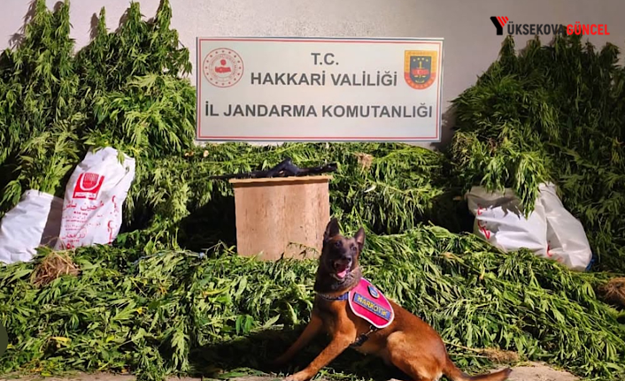 Yüksekova'da Jandarmadan Uyuşturucu Operasyonu: 630 Kök Kenevir ve 61 Kilo Esrar Ele Geçirildi