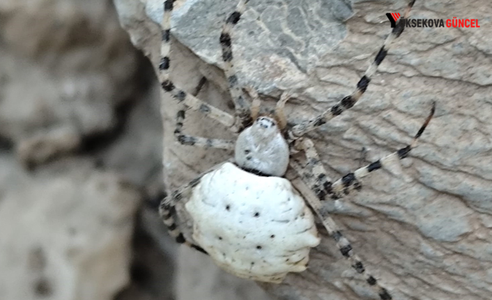 Hakkari'de Zehirli ve Nadir Bir Örümcek Türü Keşfedildi: Argiope Lobata