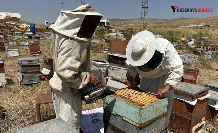 Türkiye geneli 2025 üretim yılı arı desteklemesi başvuruları başladı