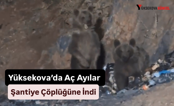 Yüksekova’da Aç Ayılar Şantiye Çöplüğüne İndi