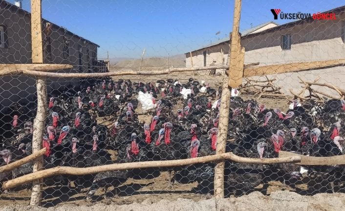 Yüksekova’da Genç Girişimciden Kanada Hindisi Üretimi