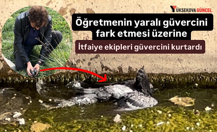 Öğretmenin yaralı güvercini fark etmesi üzerine itfaiye ekipleri güvercini kurtardı