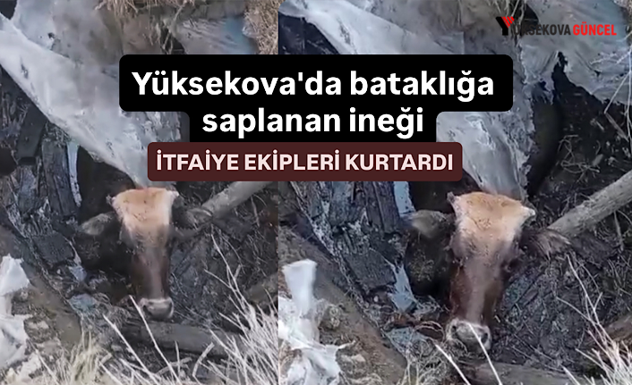 Yüksekova'da bataklığa saplanan ineği itfaiye ekipleri kurtardı