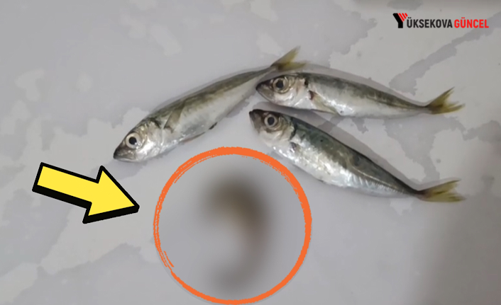 Yüksekova'da ilginç olay: Evine Aldığı Balıkların Arasından Çıkan Türe Şaşırdı