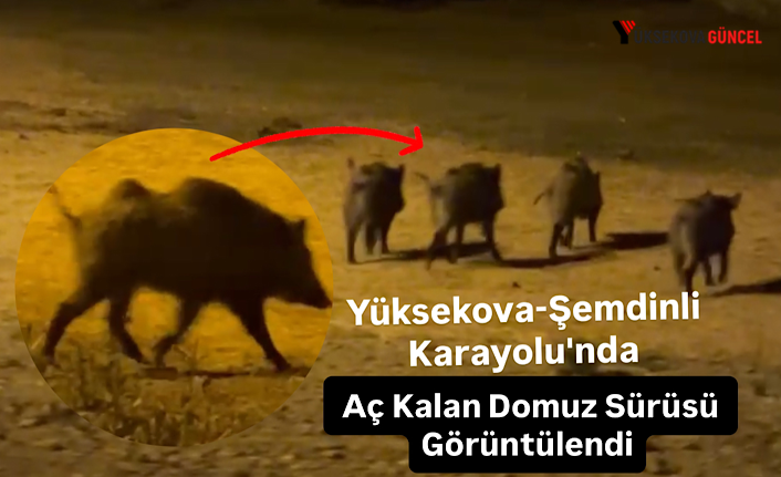 Yüksekova-Şemdinli Karayolu'nda Aç Kalan Domuz Sürüsü Görüntülendi