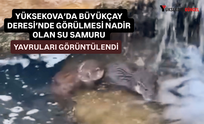 Yüksekova’da Büyükçay deresi’nde görülmesi nadir olan su samuru yavruları görüntülendi