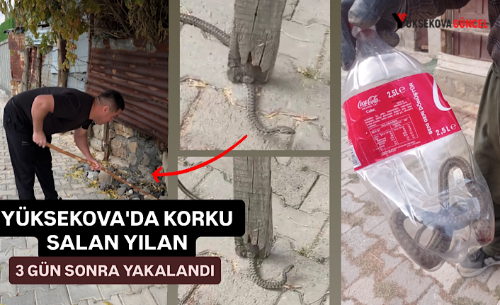 Yüksekova’da Korku Salan Yılan 3 Gün Sonra Yakalandı