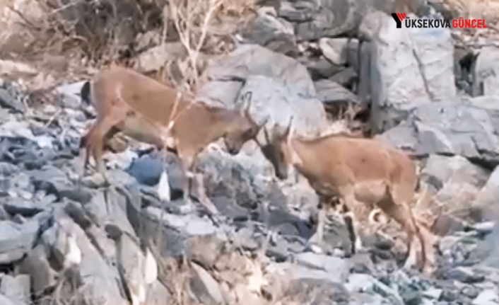 Yüksekova’da Yavru Dağ Keçilerinin tatlı çekişmesi kamerada