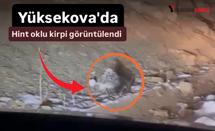 Yüksekova'da Hint oklu kirpi görüntülendi