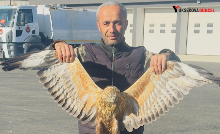 Yüksekova’da bulunan yaralı baykuşu tedavi altına alındı