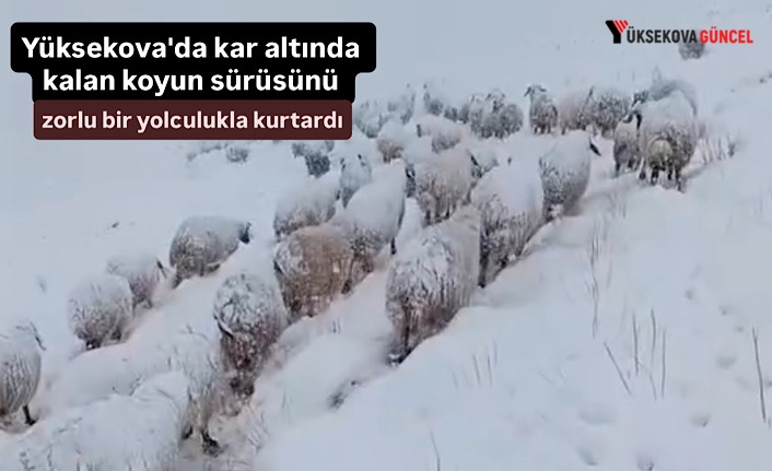 Yüksekova'da kar altında kalan koyun sürüsünü zorlu bir yolculukla kurtardı