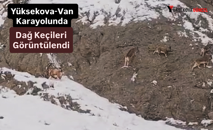 Yüksekova-Van Karayolunda Dağ Keçileri Görüntülendi