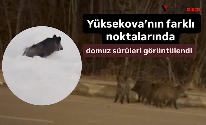 Yüksekova’nın farklı noktalarında domuz sürüleri görüntülendi