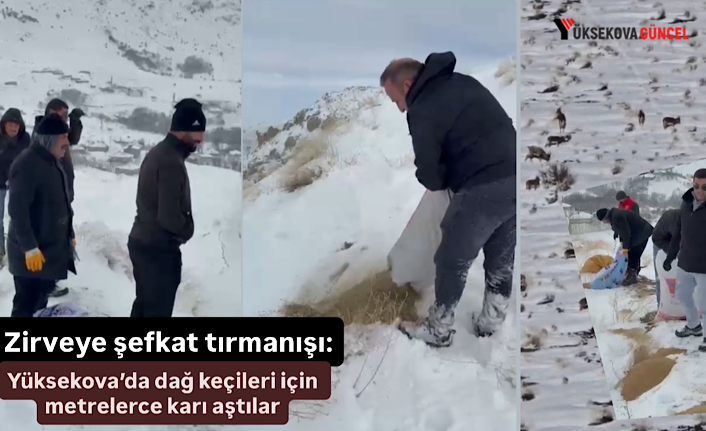 Zirveye şefkat tırmanışı: Yüksekova’da dağ keçileri için metrelerce karı aştılar