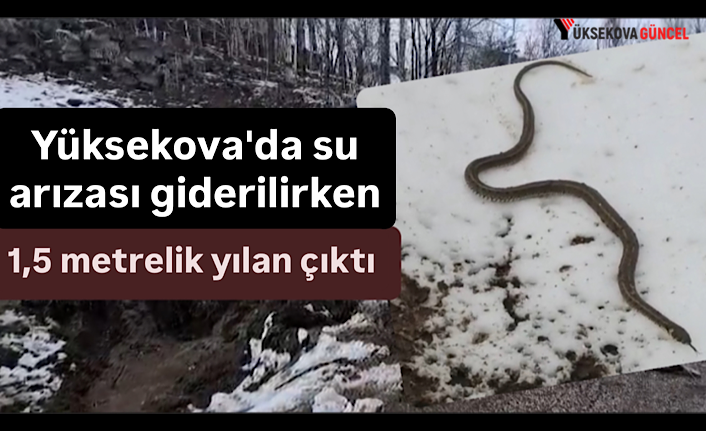 Yüksekova'da su arızası giderilirken 1,5 metrelik yılan çıktı
