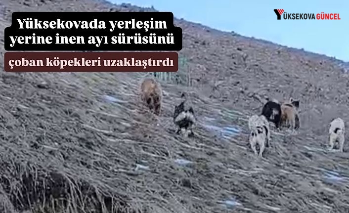 Yüksekovada yerleşim yerine inen ayı sürüsünü çoban köpekleri uzaklaştırdı