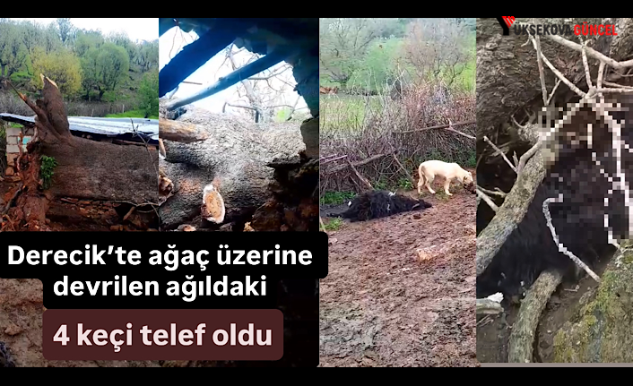 Derecik’te ağaç üzerine devrilen ağıldaki 4 keçi telef oldu