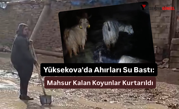Yüksekova'da Ahırları Su Bastı: “ Mahsur Kalan Koyunlar Kurtarıldı”
