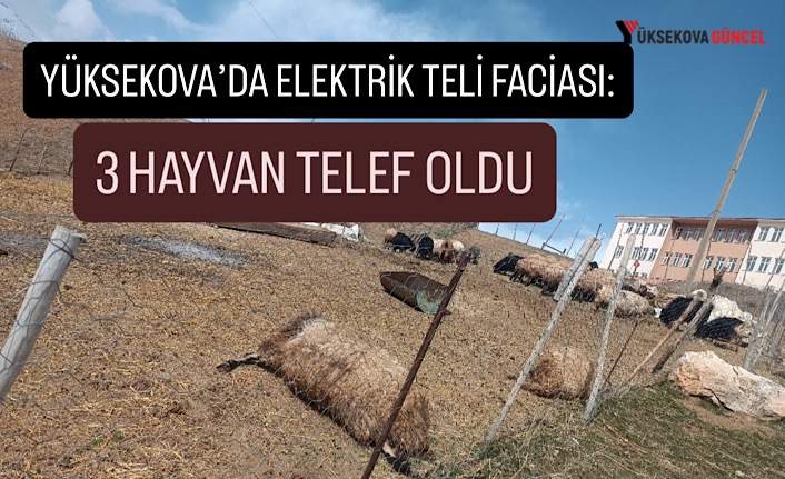 Yüksekova’da elektrik teli faciası: 3 hayvan telef oldu