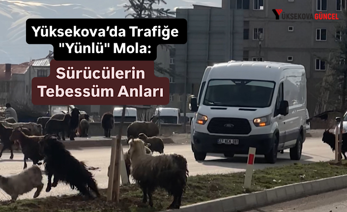 Yüksekova’da Trafiğe "Yünlü" Mola: Sürücülerin Tebessüm Anları