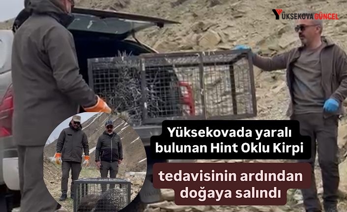 Yüksekovada yaralı bulunan Hint Oklu Kirpi tedavisinin ardından doğaya salındı