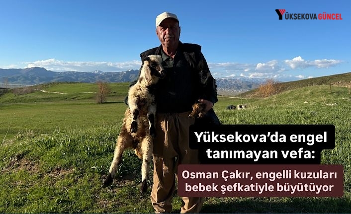 Yüksekova’da engel tanımayan vefa: Osman Çakır, engelli kuzuları bebek şefkatiyle büyütüyor