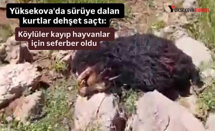 Yüksekova'da sürüye dalan kurtlar dehşet saçtı: Köylüler kayıp hayvanlar için seferber oldu