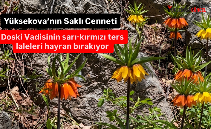 Yüksekova’nın Saklı Cenneti Doski Vadisinin Sarı-Kırmızı Ters Laleleri Hayran Bırakıyor