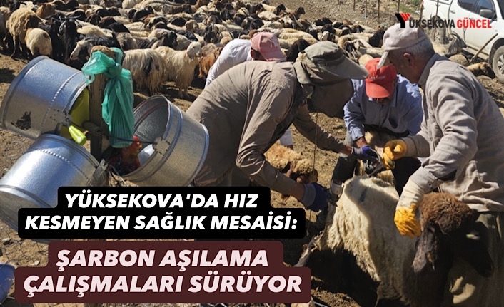 Yüksekova'da hız kesmeyen sağlık mesaisi: Şarbon aşılama çalışmaları sürüyor