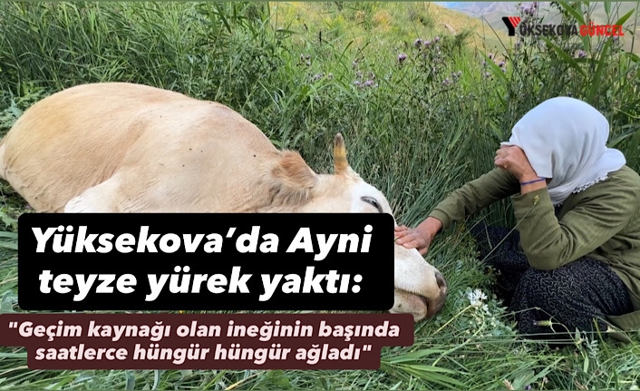 Yüksekova’da Ayni teyze yürek yaktı: "Geçim kaynağı olan ineğinin başında saatlerce hüngür hüngür ağladı"