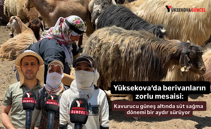 Yüksekova’da berivanların zorlu mesaisi: Kavurucu güneş altında süt sağma dönemi bir aydır sürüyor