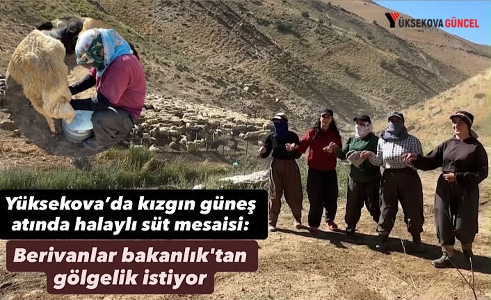Yüksekova’da kızgın güneş atında halaylı süt mesaisi: Berivanlar bakanlık'tan gölgelik istiyor