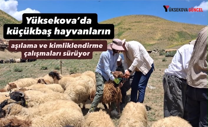 Yüksekova’da Küçükbaş Hayvanlara Aşılama ve Kimliklendirme Çalışmaları Sürüyor