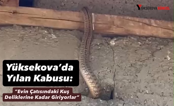 Yüksekova’da Yılan Kabusu: “Evin Çatısındaki Kuş Deliklerine Kadar Giriyorlar”