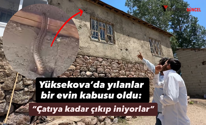 Yüksekova’da yılanlar bir evin kabusu oldu: “Çatıya kadar çıkıp iniyorlar”