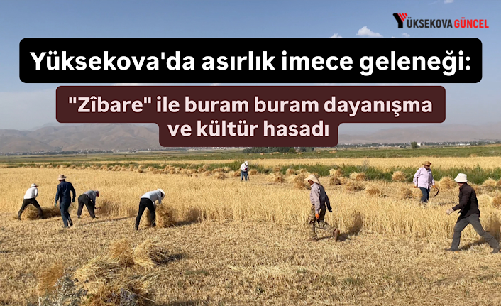 Yüksekova'da asırlık imece geleneği: "Zîbare" ile buram buram dayanışma ve kültür hasadı