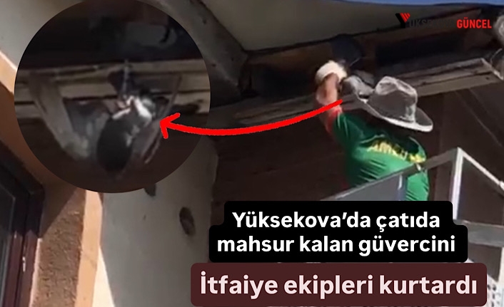 Yüksekova’da nefes kesen kurtarma: Çatıda mahsur kalan güvercin için zamanla yarışıldı