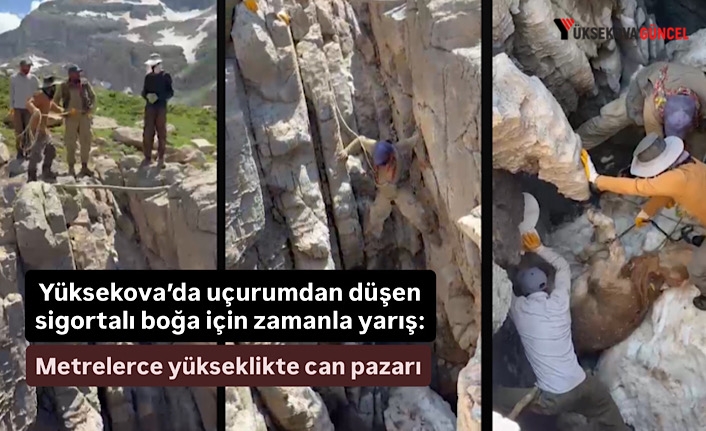 Yüksekova’da uçurumdan düşen sigortalı boğa için zamanla yarış: Metrelerce yükseklikte can pazarı