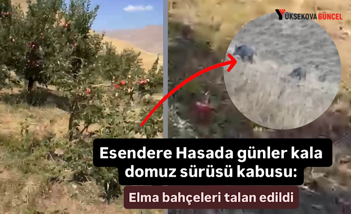 Esendere’de hasada günler kala domuz sürüsü kabusu: Elma bahçeleri talan edildi