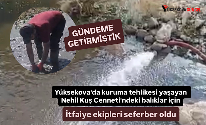 Yüksekova'da kuruma tehlikesi yaşayan Nehil Kuş Cenneti'ndeki balıklar için seferberlik