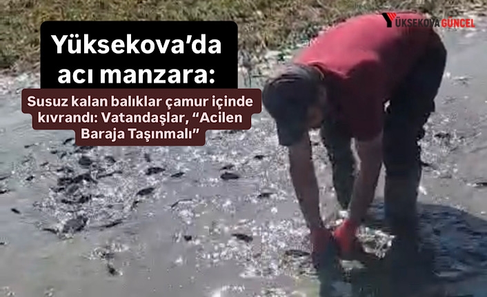 Yüksekova’da acı manzara: Susuz kalan balıklar çamur içinde kıvrandı: Vatandaşlar, “Acilen baraja taşınmalı”