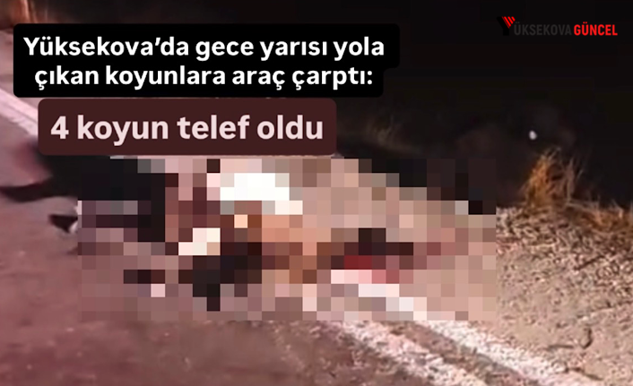 Yüksekova’da yola çıkan koyunlara araç çarptı: 4 koyun telef oldu