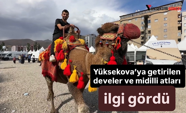Yüksekova’ya getirilen Develer ve Midilli atları ilgi gördü