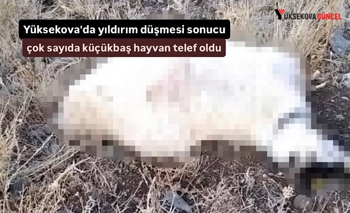Yüksekova'da yıldırım düşmesi sonucu çok sayıda küçükbaş hayvan telef oldu