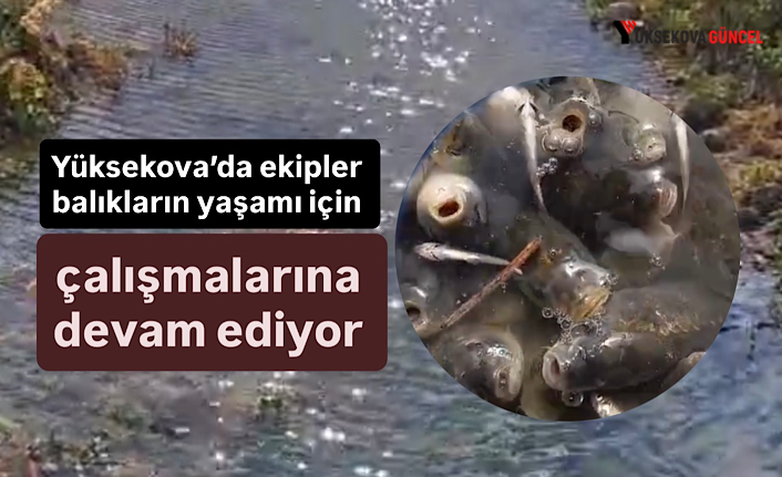 Yüksekova’da ekipler balıkların yaşamı için çalışmalarına devam ediyor