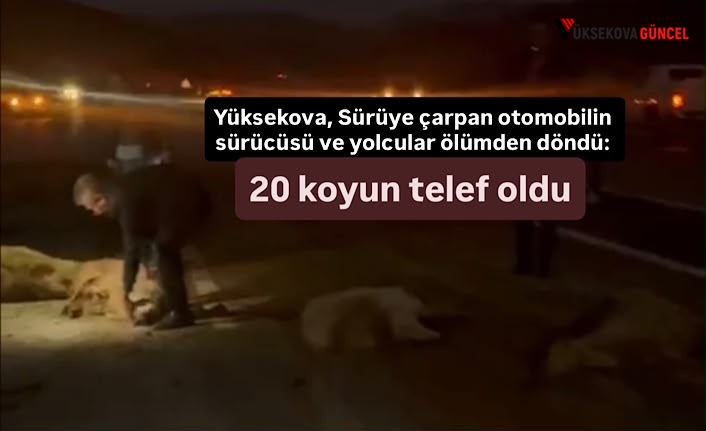 Yüksekova’da sürüye çarpan otomobilin sürücüsü ve yolcular ölümden döndü: 20 koyun telef oldu