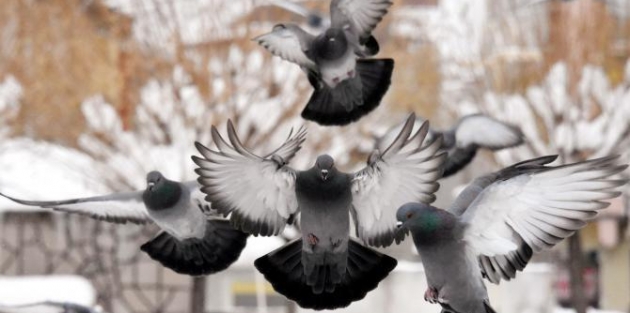 Aç kalan güvercinleri esnaf besliyor