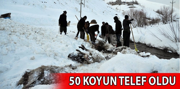 Ahırın Üzerine Çığ Düştü; 50 koyun telef oldu