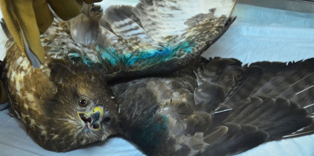 Avcıların vurduğu doğanlar tedavi edildi