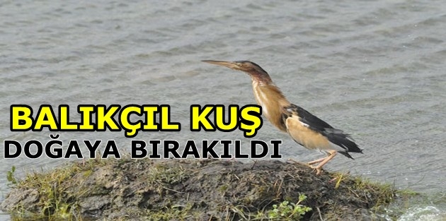 Balıkçıl Kuş Doğaya Bırakıldı